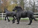 Image 52 in JULIE'S FRIESIANS. 3. DEC. 2015.