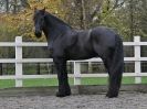 Image 53 in JULIE'S FRIESIANS. 3. DEC. 2015.