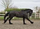 Image 54 in JULIE'S FRIESIANS. 3. DEC. 2015.