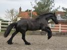Image 55 in JULIE'S FRIESIANS. 3. DEC. 2015.