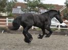 Image 56 in JULIE'S FRIESIANS. 3. DEC. 2015.