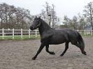 Image 6 in JULIE'S FRIESIANS. 3. DEC. 2015.