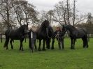 Image 61 in JULIE'S FRIESIANS. 3. DEC. 2015.