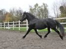 Image 7 in JULIE'S FRIESIANS. 3. DEC. 2015.