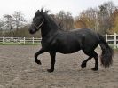 Image 8 in JULIE'S FRIESIANS. 3. DEC. 2015.