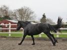Image 9 in JULIE'S FRIESIANS. 3. DEC. 2015.