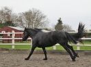 Image 9 in JULIE'S FRIESIANS.  3. DEC. 2015.