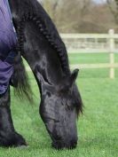 Image 40 in DRESSAGE. BROADS EC. 6 DEC. 2015