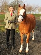 Image 10 in BRITISH SKEWBALD AND PIEBALD ASS'N.  NEW YEAR SHOWING SHOW. 9. JAN. 2016. IN HAND CLASSES