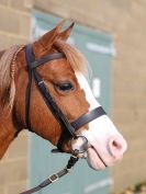 Image 11 in BRITISH SKEWBALD AND PIEBALD ASS'N.  NEW YEAR SHOWING SHOW. 9. JAN. 2016. IN HAND CLASSES