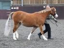 Image 12 in BRITISH SKEWBALD AND PIEBALD ASS'N.  NEW YEAR SHOWING SHOW. 9. JAN. 2016. IN HAND CLASSES