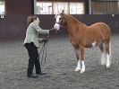 Image 13 in BRITISH SKEWBALD AND PIEBALD ASS'N.  NEW YEAR SHOWING SHOW. 9. JAN. 2016. IN HAND CLASSES