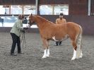 Image 14 in BRITISH SKEWBALD AND PIEBALD ASS'N.  NEW YEAR SHOWING SHOW. 9. JAN. 2016. IN HAND CLASSES