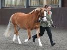 Image 15 in BRITISH SKEWBALD AND PIEBALD ASS'N.  NEW YEAR SHOWING SHOW. 9. JAN. 2016. IN HAND CLASSES