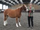 Image 16 in BRITISH SKEWBALD AND PIEBALD ASS'N.  NEW YEAR SHOWING SHOW. 9. JAN. 2016. IN HAND CLASSES