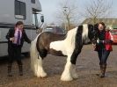 Image 17 in BRITISH SKEWBALD AND PIEBALD ASS'N.  NEW YEAR SHOWING SHOW. 9. JAN. 2016. IN HAND CLASSES