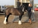 Image 20 in BRITISH SKEWBALD AND PIEBALD ASS'N.  NEW YEAR SHOWING SHOW. 9. JAN. 2016. IN HAND CLASSES