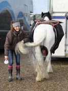 Image 21 in BRITISH SKEWBALD AND PIEBALD ASS'N.  NEW YEAR SHOWING SHOW. 9. JAN. 2016. IN HAND CLASSES