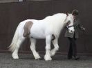 Image 24 in BRITISH SKEWBALD AND PIEBALD ASS'N.  NEW YEAR SHOWING SHOW. 9. JAN. 2016. IN HAND CLASSES