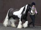 Image 27 in BRITISH SKEWBALD AND PIEBALD ASS'N.  NEW YEAR SHOWING SHOW. 9. JAN. 2016. IN HAND CLASSES