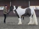 Image 29 in BRITISH SKEWBALD AND PIEBALD ASS'N.  NEW YEAR SHOWING SHOW. 9. JAN. 2016. IN HAND CLASSES