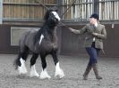 Image 32 in BRITISH SKEWBALD AND PIEBALD ASS'N. NEW YEAR SHOWING SHOW. 9. JAN. 2016. IN HAND CLASSES