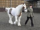 Image 34 in BRITISH SKEWBALD AND PIEBALD ASS'N.  NEW YEAR SHOWING SHOW. 9. JAN. 2016. IN HAND CLASSES