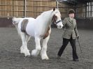 Image 34 in BRITISH SKEWBALD AND PIEBALD ASS'N. NEW YEAR SHOWING SHOW. 9. JAN. 2016. IN HAND CLASSES