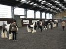 Image 36 in BRITISH SKEWBALD AND PIEBALD ASS'N. NEW YEAR SHOWING SHOW. 9. JAN. 2016. IN HAND CLASSES