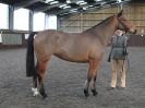 Image 45 in BRITISH SKEWBALD AND PIEBALD ASS'N. NEW YEAR SHOWING SHOW. 9. JAN. 2016. IN HAND CLASSES