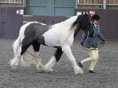 Image 47 in BRITISH SKEWBALD AND PIEBALD ASS'N.  NEW YEAR SHOWING SHOW. 9. JAN. 2016. IN HAND CLASSES