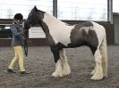 Image 49 in BRITISH SKEWBALD AND PIEBALD ASS'N. NEW YEAR SHOWING SHOW. 9. JAN. 2016. IN HAND CLASSES