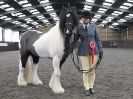 Image 51 in BRITISH SKEWBALD AND PIEBALD ASS'N. NEW YEAR SHOWING SHOW. 9. JAN. 2016. IN HAND CLASSES