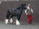 Image 58 in BRITISH SKEWBALD AND PIEBALD ASS'N. NEW YEAR SHOWING SHOW. 9. JAN. 2016. IN HAND CLASSES