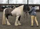 Image 59 in BRITISH SKEWBALD AND PIEBALD ASS'N.  NEW YEAR SHOWING SHOW. 9. JAN. 2016. IN HAND CLASSES