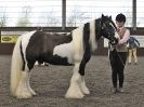 Image 62 in BRITISH SKEWBALD AND PIEBALD ASS'N. NEW YEAR SHOWING SHOW. 9. JAN. 2016. IN HAND CLASSES
