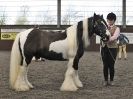 Image 62 in BRITISH SKEWBALD AND PIEBALD ASS'N.  NEW YEAR SHOWING SHOW. 9. JAN. 2016. IN HAND CLASSES