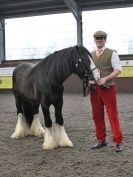 Image 65 in BRITISH SKEWBALD AND PIEBALD ASS'N. NEW YEAR SHOWING SHOW. 9. JAN. 2016. IN HAND CLASSES