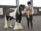 Image 67 in BRITISH SKEWBALD AND PIEBALD ASS'N. NEW YEAR SHOWING SHOW. 9. JAN. 2016. IN HAND CLASSES