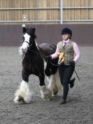 Image 69 in BRITISH SKEWBALD AND PIEBALD ASS'N. NEW YEAR SHOWING SHOW. 9. JAN. 2016. IN HAND CLASSES