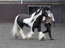 Image 71 in BRITISH SKEWBALD AND PIEBALD ASS'N. NEW YEAR SHOWING SHOW. 9. JAN. 2016. IN HAND CLASSES