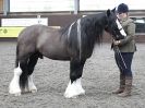 Image 72 in BRITISH SKEWBALD AND PIEBALD ASS'N. NEW YEAR SHOWING SHOW. 9. JAN. 2016. IN HAND CLASSES
