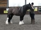 Image 73 in BRITISH SKEWBALD AND PIEBALD ASS'N. NEW YEAR SHOWING SHOW. 9. JAN. 2016. IN HAND CLASSES