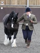 Image 74 in BRITISH SKEWBALD AND PIEBALD ASS'N. NEW YEAR SHOWING SHOW. 9. JAN. 2016. IN HAND CLASSES