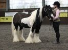 Image 77 in BRITISH SKEWBALD AND PIEBALD ASS'N. NEW YEAR SHOWING SHOW. 9. JAN. 2016. IN HAND CLASSES