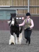 Image 78 in BRITISH SKEWBALD AND PIEBALD ASS'N. NEW YEAR SHOWING SHOW. 9. JAN. 2016. IN HAND CLASSES
