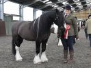 Image 79 in BRITISH SKEWBALD AND PIEBALD ASS'N. NEW YEAR SHOWING SHOW. 9. JAN. 2016. IN HAND CLASSES