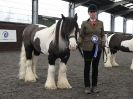 Image 80 in BRITISH SKEWBALD AND PIEBALD ASS'N. NEW YEAR SHOWING SHOW. 9. JAN. 2016. IN HAND CLASSES
