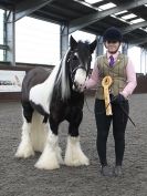 Image 81 in BRITISH SKEWBALD AND PIEBALD ASS'N. NEW YEAR SHOWING SHOW. 9. JAN. 2016. IN HAND CLASSES