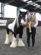 Image 81 in BRITISH SKEWBALD AND PIEBALD ASS'N.  NEW YEAR SHOWING SHOW. 9. JAN. 2016. IN HAND CLASSES